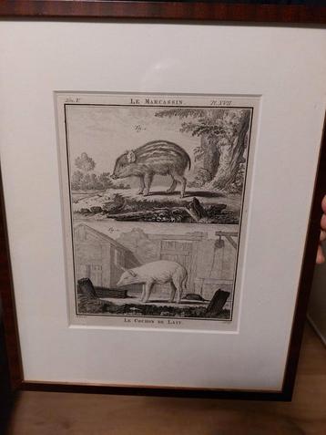 Antieke Kopergravure Varkentjes, 1765 beschikbaar voor biedingen