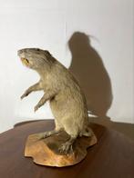 Opgezette Beverrat, Ophalen of Verzenden, Gebruikt, Opgezet dier