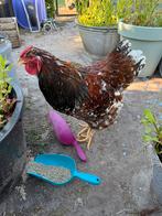 Wyandotte hanen haan roodporselein, Dieren en Toebehoren, Pluimvee, Mannelijk, Kip