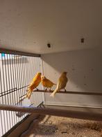 Jonge waterslagers, Dieren en Toebehoren, Vogels | Kanaries