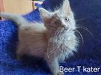 Ragdolls.  5 kittens met stamboom en uit geteste ouders., Meerdere dieren, Met stamboom