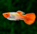 Poecilia koi male female, Vis