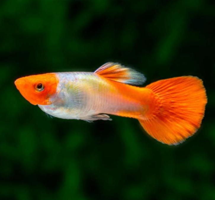 Poecilia koi male female, Dieren en Toebehoren, Vissen | Aquariumvissen, Vis