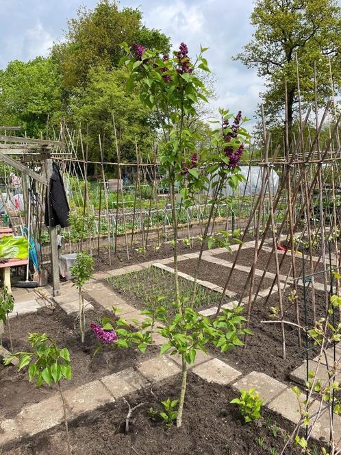 Sering / Seringen in verschillende maten, kleur paars, Tuin en Terras, Planten | Bomen, Overige soorten, Minder dan 100 cm, Volle zon