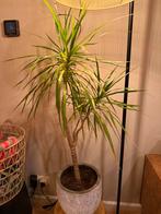 Drakenplant, Bloeit niet, Overige soorten, Minder dan 100 cm, Ophalen