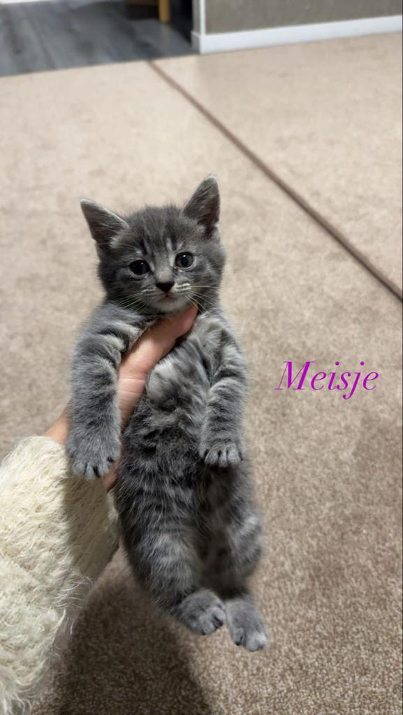 Schattige kittens te koop, Dieren en Toebehoren, Katten en Kittens | Overige Katten, Kortharig, Meerdere dieren, 0 tot 2 jaar