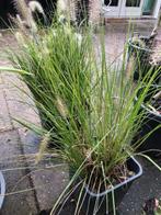 Lampenpoetsersgras tuinplant in grote kuip . kan zo mee. pri, Tuin en Terras, Planten | Tuinplanten, Vaste plant, Halfschaduw