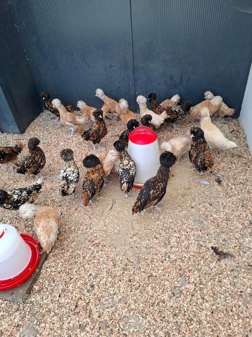 Padua hennen verschillende kleuren, Dieren en Toebehoren, Pluimvee, Kip, Vrouwelijk