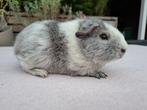 Lieve zilveragouti-wit rex cavia, Dieren en Toebehoren, Knaagdieren, Cavia, Augustus, Mannelijk, Tam