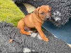 Leuke Rhodesian Ridgeback puppy’s (niet raszuiver), Particulier, Meerdere, 8 tot 15 weken, Meerdere dieren