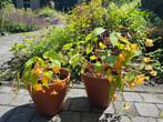 Begonia sutherlandii, Ophalen, Zomer, Volle zon