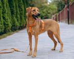 Rumiya zoekt een familie, Particulier, Buitenland, Teef, Eén hond