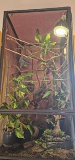 Gaas terrarium kameleon, Ophalen