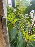 Smalbladige Portugese laurier (Prunus lusitanica ‘Angustifol, Tuin en Terras, Planten | Struiken en Hagen, Haag, Laurier, Ophalen
