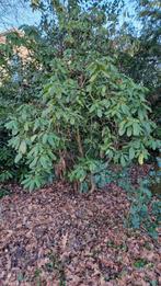 Rhododendron Zelf Uitgraven - Prachtige Tuinplant!, Tuin en Terras, Planten | Bomen, Ophalen, Halfschaduw, Overige soorten, Lente