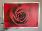 Rode roos, Huis en Inrichting, Woonaccessoires | Schilderijen, Tekeningen en Foto's, Print, 125 cm of meer, Zo goed als nieuw