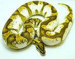 2021: 0.1 Orange dream enchi calico, Slang, Tam, 3 tot 6 jaar