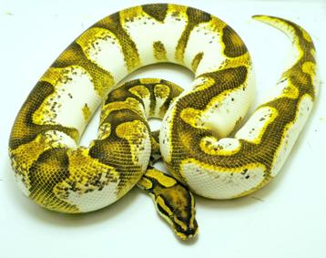 2021: 0.1 Orange dream enchi calico beschikbaar voor biedingen