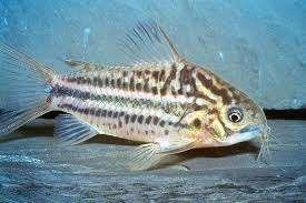 Corydora Elegans -  Pantsermeerval - Koidream Valburg, Dieren en Toebehoren, Vissen | Aquariumvissen, Zoetwatervis, Vis, Schoolvis