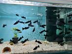 Black molly, Black mollies, Poecilia sphenops, Dieren en Toebehoren, Vissen | Aquariumvissen, Vis, Zoetwatervis