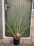 Pampasgras laagblijvend. Cortaderia selloana 'Pumila, Tuin en Terras, Planten | Tuinplanten, Ophalen, Zomer, Volle zon