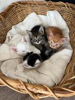2 kittens, een rode kater en een witte kater., Dieren en Toebehoren, Katten en Kittens | Overige Katten, Kater, Kortharig, 0 tot 2 jaar