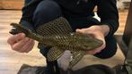 Gibbiceps (zeilvin pleco), 3 tot 6 jaar
