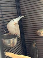 Valk parkieten zoeken nieuw huisje, Meerdere dieren, Geringd