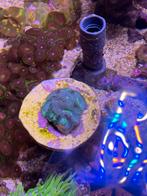 Acanthastrea echinata koraal, Dieren en Toebehoren, Overige typen, Zoutwatervis