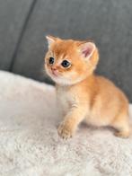 Britse korthaar kitten Golden. moeder heeft stamboom, Dieren en Toebehoren, Katten en Kittens | Raskatten | Korthaar, Kater, Ontwormd