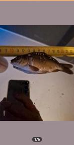 Spiegelkarpertjes schubkarpertjes, Dieren en Toebehoren, Karper of Koi