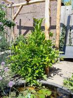 Magnolia stellata beverboom, Ophalen, Lente, Overige soorten, 100 tot 250 cm