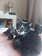 1 kitten (14 weekjes oud) beschikbaar, Dieren en Toebehoren, Katten en Kittens | Overige Katten, Meerdere dieren