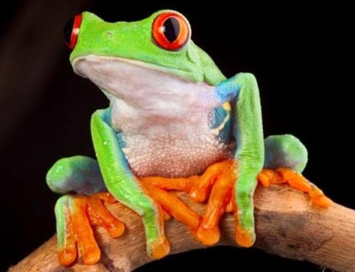 Gevraagd: Roodoogmakikikker (Agalychnis callidryas)