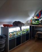 4x kallax aquariums, Dieren en Toebehoren, Vissen | Aquaria en Toebehoren, Ophalen, Gebruikt, Leeg aquarium