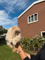 Pomeriaan puppy teefje en reutje fci stamboom, Dieren en Toebehoren, Honden | Poolhonden, Keeshonden en Oertypen, Keeshond, 8 tot 15 weken