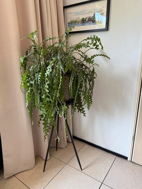 Zaagcactus met Pot en Standaard !, Huis en Inrichting, Kamerplanten, Cactus, Minder dan 100 cm, Groene kamerplant, Halfschaduw