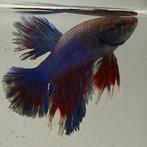 Betta splendens man 79, Vis