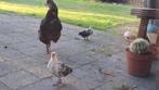 Haantje, Dieren en Toebehoren, Pluimvee, Mannelijk, Kip