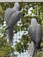 Twee grijze halsband parkieten, Dieren en Toebehoren, Vogels | Parkieten en Papegaaien, Geringd