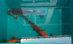 Koi, Karper of Koi
