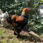 Brahma haan ruilen, Dieren en Toebehoren, Pluimvee, Mannelijk, Kip