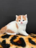 Prachtig Britskorthaar katertje met stamboom., Kater, Met stamboom