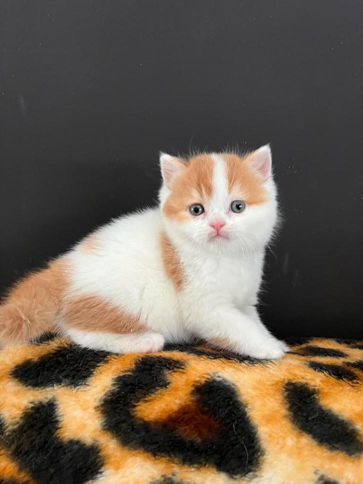 Prachtig Britskorthaar katertje met stamboom., Dieren en Toebehoren, Katten en Kittens | Raskatten | Korthaar, Kater, Met stamboom