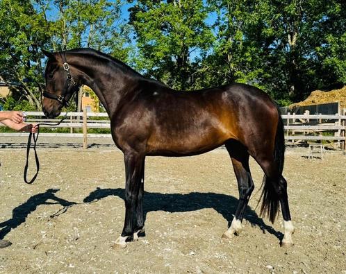 Schitterende drie jarige merrie, Dieren en Toebehoren, Paarden, Merrie, Onbeleerd, 165 tot 170 cm, 3 tot 6 jaar, Dressuurpaard