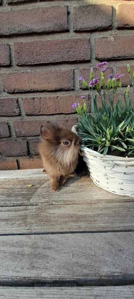 Prachtige loffelohr leeuwenkop dwergkonijntjes, Dieren en Toebehoren, Konijnen, Dwerg, Meerdere dieren