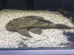Vissenasiel div plecostomus zuignapharnasmeerval, Dieren en Toebehoren, Vissen | Aquariumvissen, Vis, Zoetwatervis