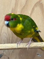 Kakariki geel onverwant mogelijk prijs in overleg, Dieren en Toebehoren, Vogels | Parkieten en Papegaaien, Meerdere dieren, Parkiet