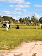 Lease paard aangeboden
