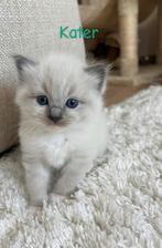 Lieve Ragdoll kittens uit liefdevol nestje!, Meerdere dieren, Ontwormd, 0 tot 2 jaar
